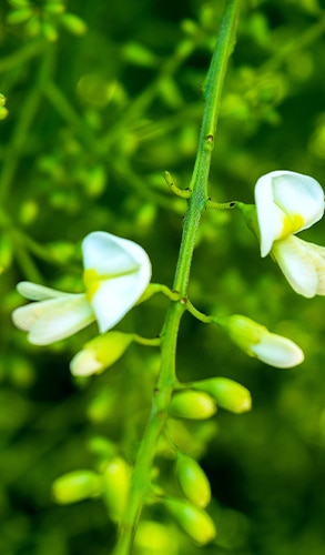 Sophora japonica est la principale source de quercétine en nutraceutique